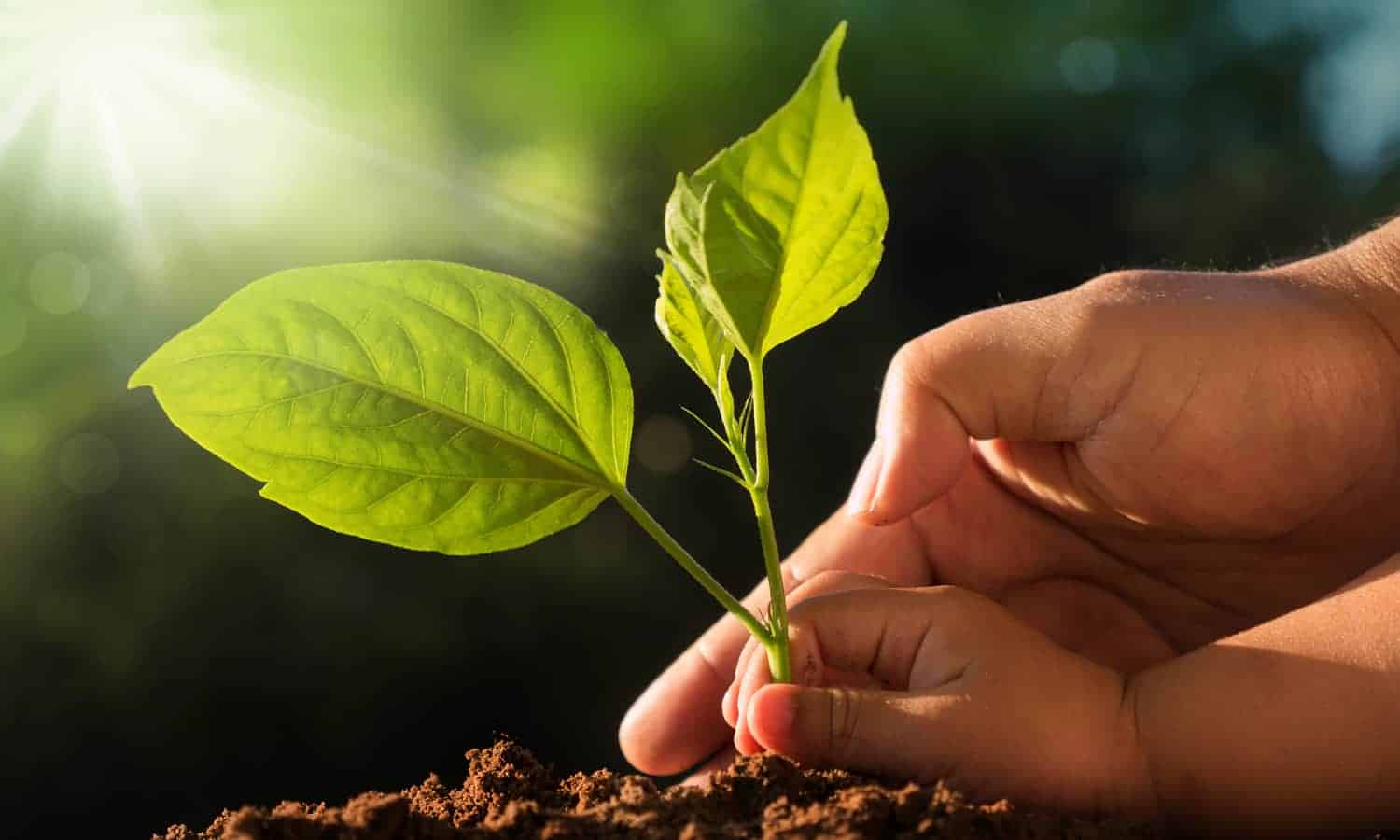 World Soil Day: soil carbon, regenerative farming, and food security linkages